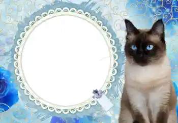 Foto effect van de categorie Kalenders № 117588. Opschrift op de lijst: 2026