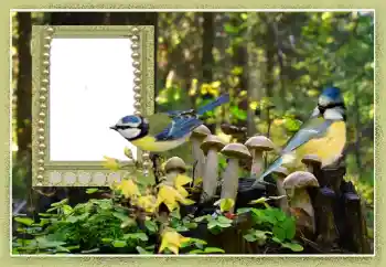 Foto effect van de categorie Verschillend № 102602 Foto effect van de categorie Verschillend № 102602