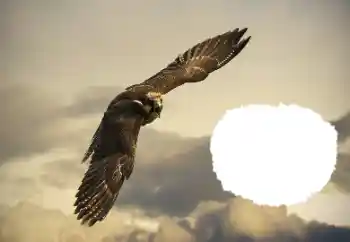 Foto effect van de categorie Verschillend № 114515