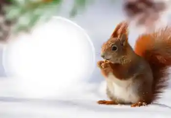 Foto effect van de categorie Verschillend № 128568 Foto effect van de categorie Verschillend № 128568