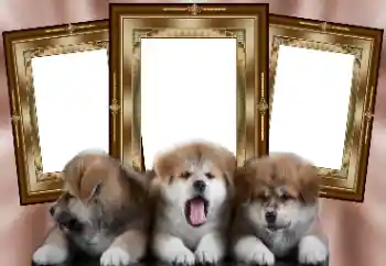 Foto effect van de categorie Verschillend № 130156 Foto effect van de categorie Verschillend № 130156