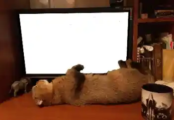 Foto effect van de categorie Verschillend № 141110