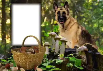 Foto effect van de categorie Verschillend № 153015 Foto effect van de categorie Verschillend № 153015