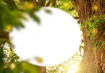 Foto effect van de categorie Verschillend № 157231 Foto effect van de categorie Verschillend № 157231