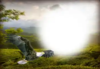 Foto effect van de categorie Verschillend № 158416 Foto effect van de categorie Verschillend № 158416