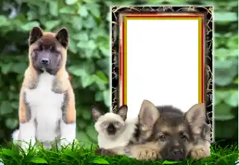 Foto effect van de categorie Verschillend № 167876