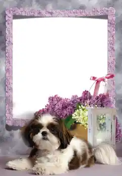 Foto effect van de categorie Verschillend № 169260