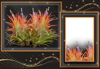 Foto effect van de categorie Verschillend № 169299