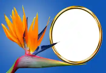 Foto effect van de categorie Verschillend № 170605