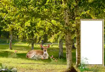 Foto effect van de categorie Verschillend № 187041 Foto effect van de categorie Verschillend № 187041