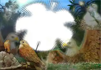 Foto effect van de categorie Verschillend № 22183