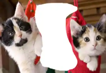 Foto effect van de categorie Verschillend № 37160