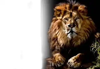 Foto effect van de categorie Verschillend № 37239