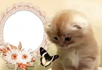 Foto effect van de categorie Verschillend № 60142