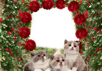 Foto effect van de categorie Verschillend № 60206