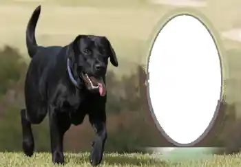 Foto effect van de categorie Verschillend № 68746