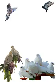 Foto effect van de categorie Verschillend № 81632 Foto effect van de categorie Verschillend № 81632