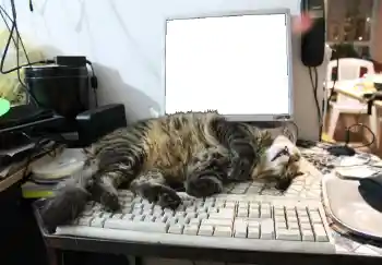 Foto effect van de categorie Verschillend № 93455