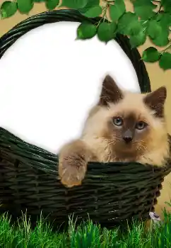 Foto effect van de categorie Verschillend № 9561