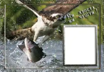 Foto effect van de categorie Fotolijsten voor mannen № 88119. Opschrift op de lijst: Vissen Foto effect van de categorie Fotolijsten voor mannen № 88119. Opschrift op de lijst: Vissen