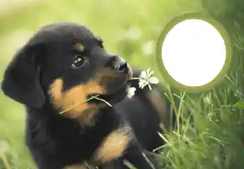 Foto effect van de categorie Nieuwjaarskaarten № 68754. Opschrift op de lijst: Gelukkig Nieuwjaar! Foto effect van de categorie Nieuwjaarskaarten № 68754. Opschrift op de lijst: Gelukkig Nieuwjaar!