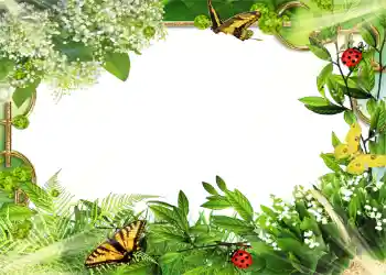 Foto effect van de categorie Zomer № 1109