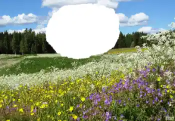 Foto effect van de categorie Zomer № 114457 Foto effect van de categorie Zomer № 114457