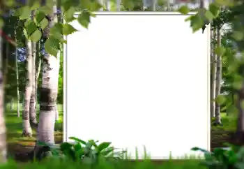 Foto effect van de categorie Zomer № 128567