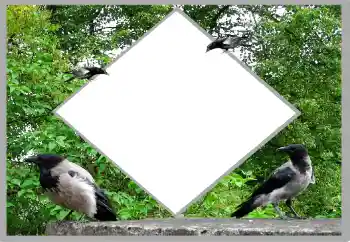 Foto effect van de categorie Zomer № 131476