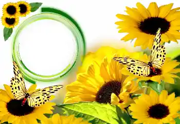 Foto effect van de categorie Zomer № 134446 Foto effect van de categorie Zomer № 134446