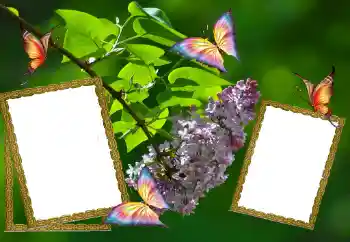 Foto effect van de categorie Zomer № 81627