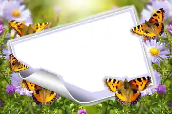 Foto effect van de categorie Zomer № 83943