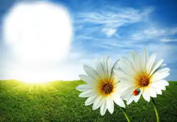Foto effect van de categorie Zomer № 89268