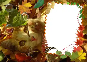 Foto effect van de categorie Herfst № 1020 Foto effect van de categorie Herfst № 1020