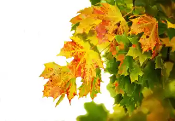 Foto effect van de categorie Herfst № 114235 Foto effect van de categorie Herfst № 114235