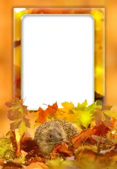 Foto effect van de categorie Herfst № 168000 Foto effect van de categorie Herfst № 168000