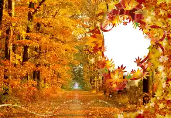 Foto effect van de categorie Herfst № 174120 Foto effect van de categorie Herfst № 174120