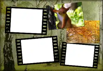 Foto effect van de categorie Herfst № 192848 Foto effect van de categorie Herfst № 192848