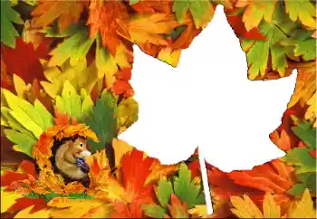 Foto effect van de categorie Herfst № 60345 Foto effect van de categorie Herfst № 60345