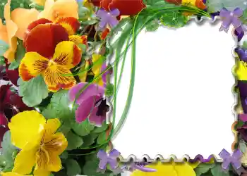 Foto effect van de categorie Lente № 983