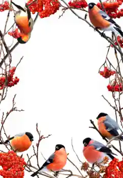 Foto effect van de categorie Winter № 90578