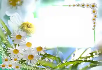 Foto effect van de categorie Fotolijsten voor vrouwen № 102749