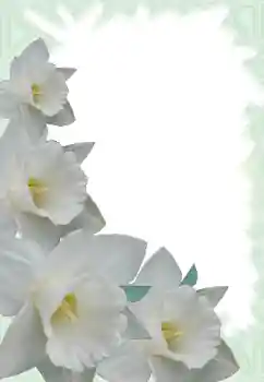 Foto effect van de categorie Fotolijsten voor vrouwen № 13900