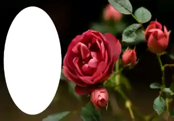 Foto effect van de categorie Fotolijsten voor vrouwen № 47314