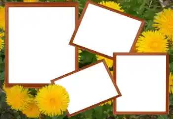 Foto effect van de categorie Fotolijsten voor vrouwen № 49448