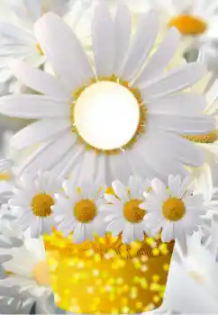 Foto effect van de categorie Fotolijsten voor vrouwen № 91798